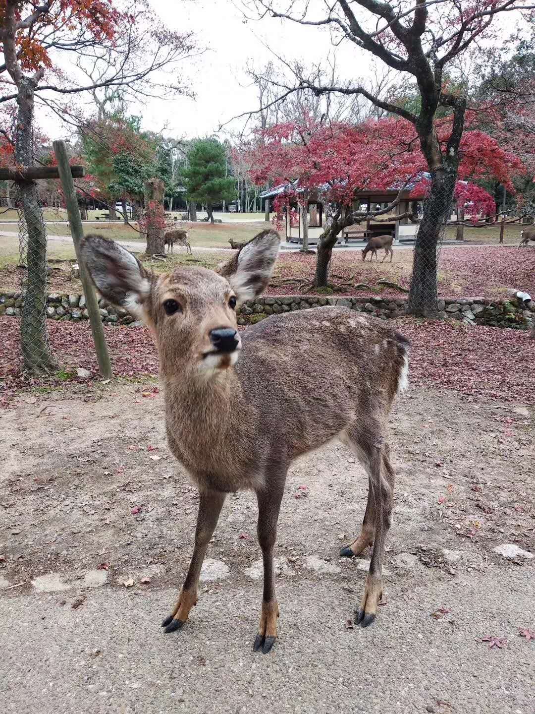 日本公园